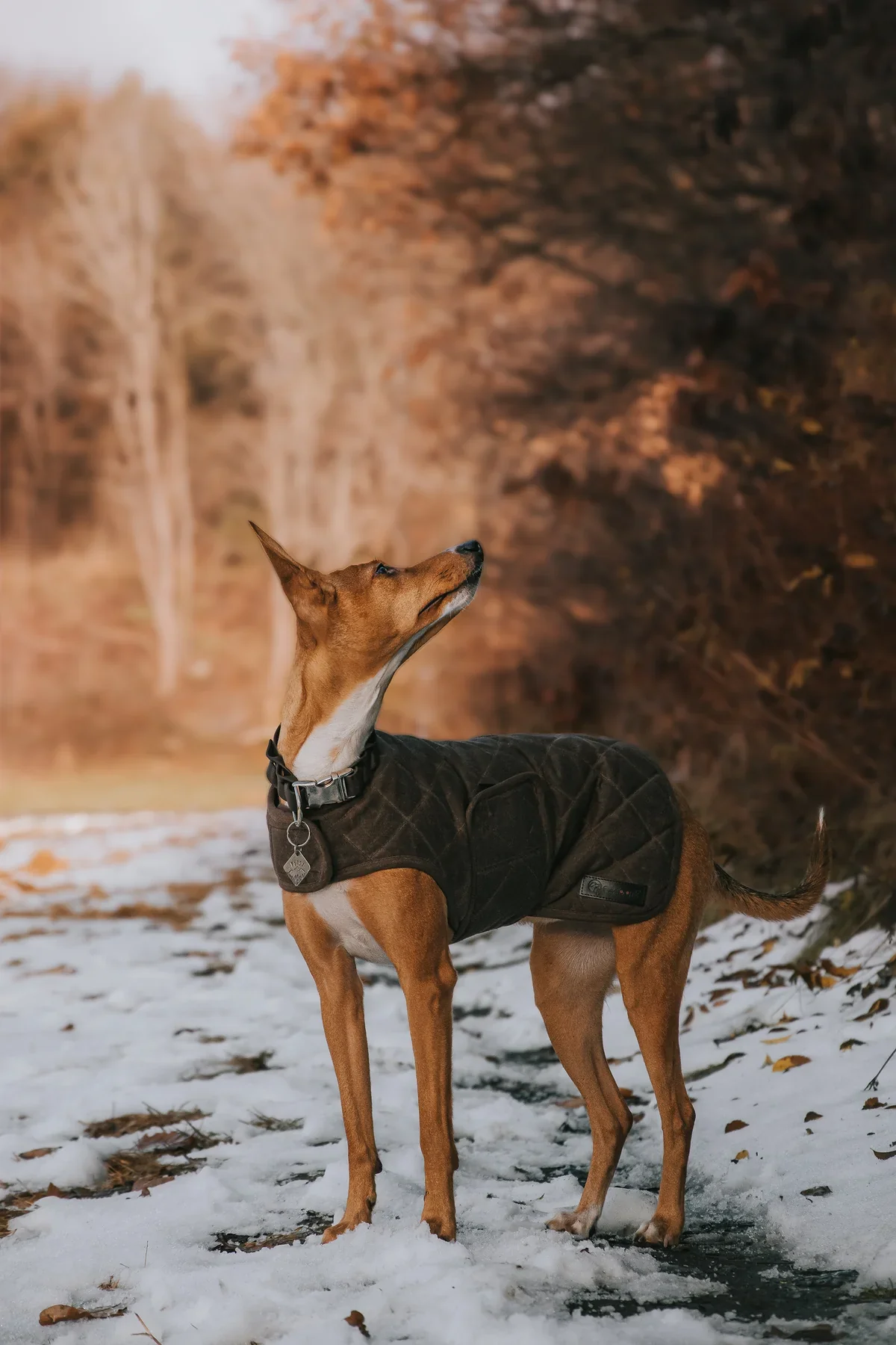 Embark Wax Dog Jacket - Image 5