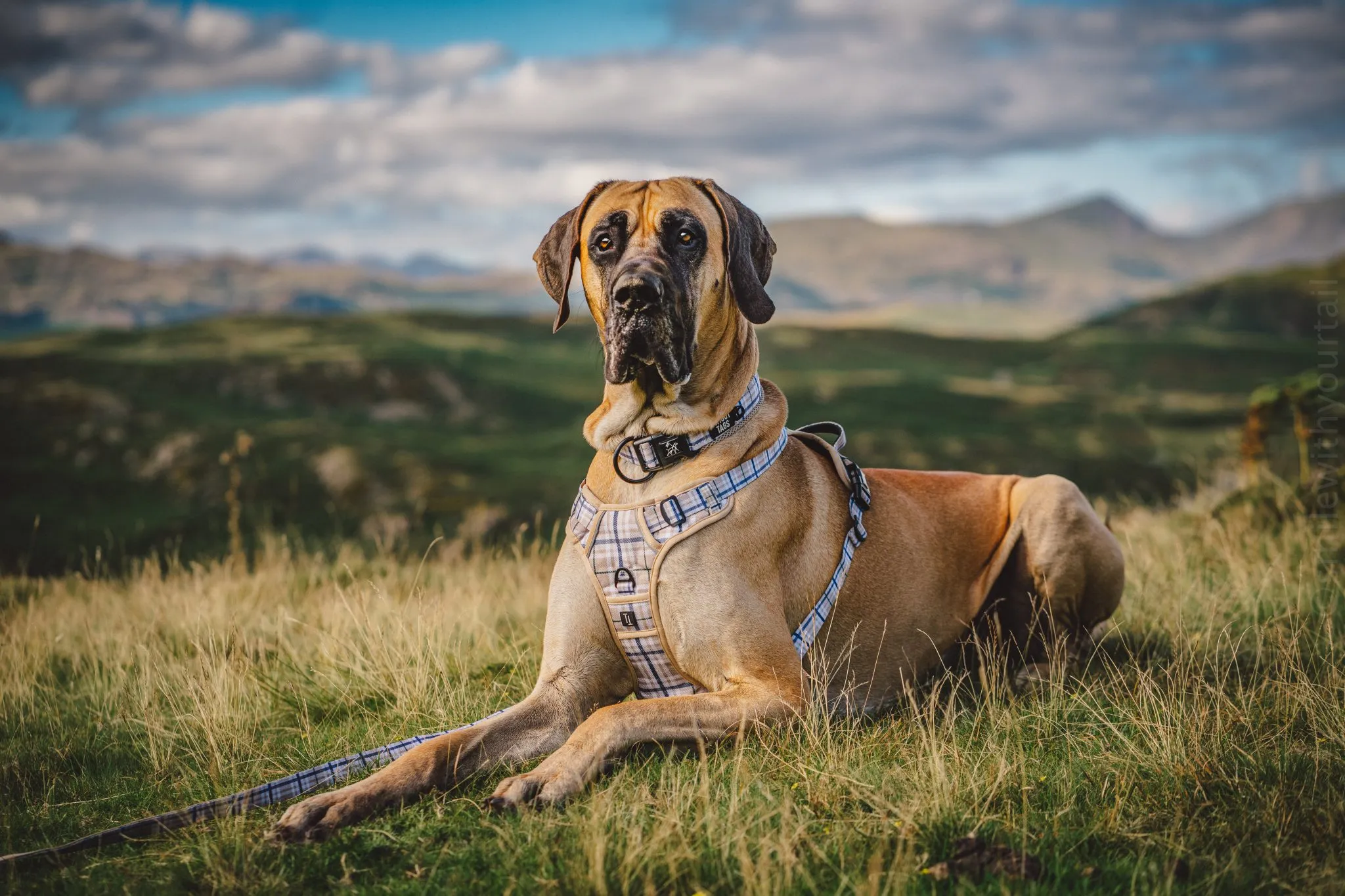 Twiggy Tags Heritage Adventure Harness - Image 3