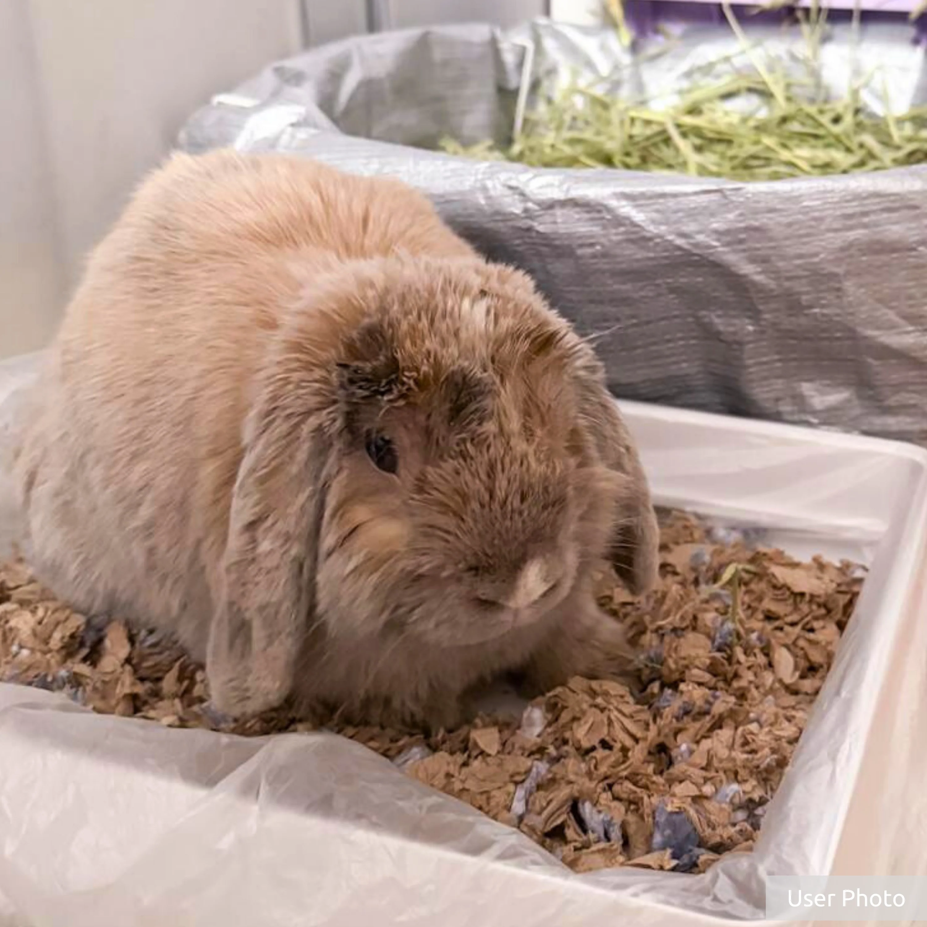 Kaytee C&C Extreme Odour Control 24.6L - Image 6