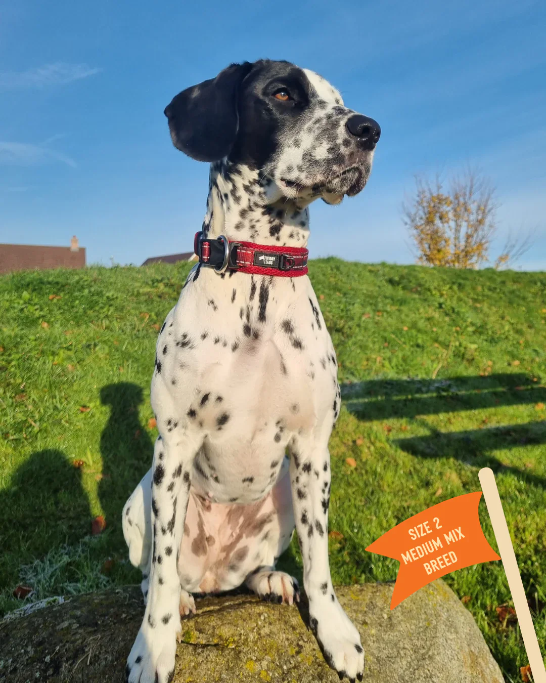 Twiggy Tags Collar Alpen Glow - Image 3