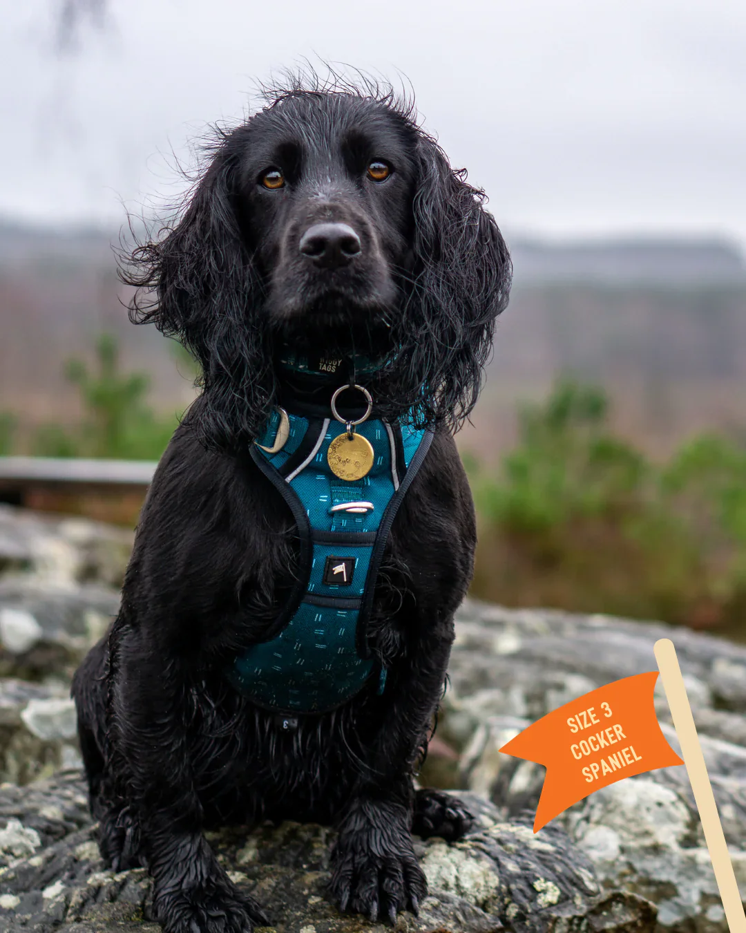 Twiggy Tags Harness Tranquil - Image 4