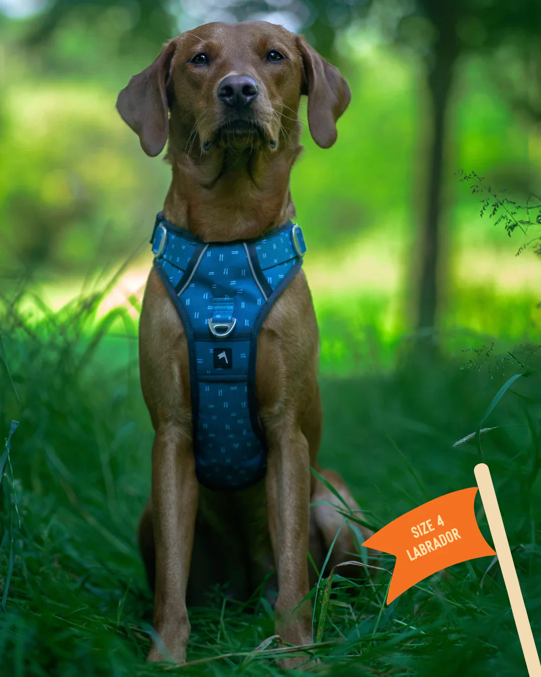 Twiggy Tags Harness Tranquil - Image 5